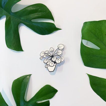 77b pilea