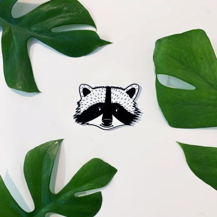 racoon