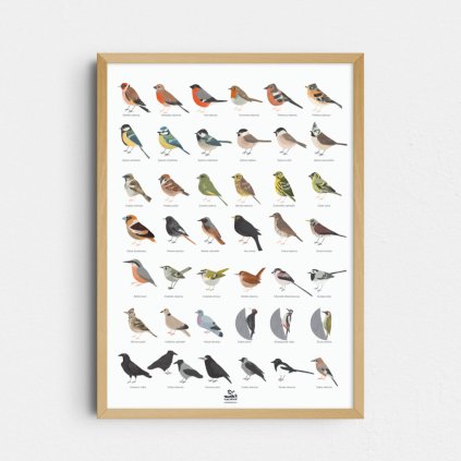 Nasi ptaci autorsky tisk market ilustrace